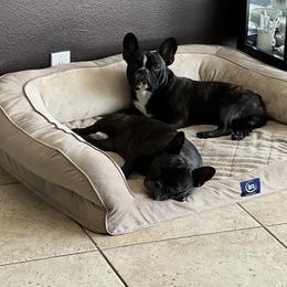 Bulldog and French Bulldog All Grown Up from Romanov’s  Bulldogs