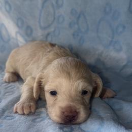 Dachshund puppies from Turner's Bluegrass Wiener's