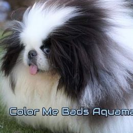 Pekingese Puppies from Color Me Bad Pekingese