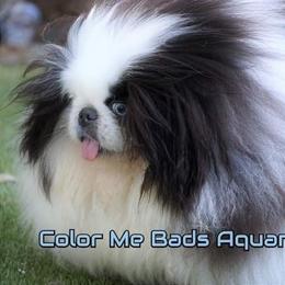 Pekingese Puppies from Color Me Bad Pekingese
