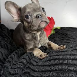 Boy 1 - Blue male French Bulldog puppy in Alexandria, Virginia from Boss Lady Kennel