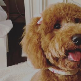 Goldendoodles from Av Family Doodles