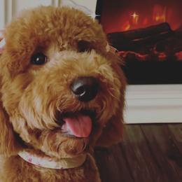 Goldendoodles from Av Family Doodles