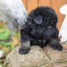 Boy 4 - Bi-color male German Shepherd puppy in Leon, West Virginia from Heart2Heart Kennels