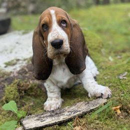 Basset Hound and Beagle Puppies from Mack's Creek Basset Hounds