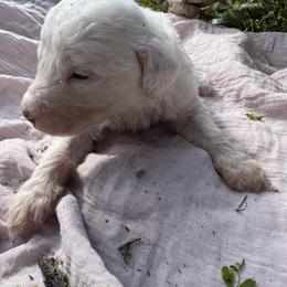 Yellow Male - Black and white male Sheepadoodle puppy in Kissimmee, Florida from Sunflower Family Farms