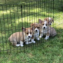 Pembroke Welsh Corgi Puppies from Mountain Maryland Corgis