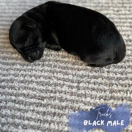 Miniature Schnauzer Puppies from Barkin’ Beauty Schnauzers