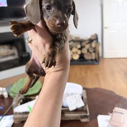Sold - Chocolate and tan female Dachshund puppy in Bremen, Georgia from Jones Royal Kennels