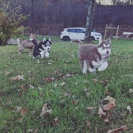 Siberian Husky Puppies from Wyant Farms