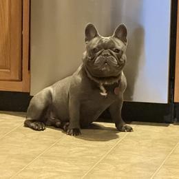Jasper - French Bulldog
