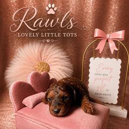 Sadie - Sable female Poodle puppy in Griffin, Georgia from Rawls Lovely Little Tots