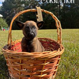 Corruption - Dark Green - Fawn sable male Belgian Malinois puppy in North Carolina from Furia Ignis Belgian Malinois
