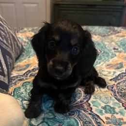 Damon - Black male Dachshund puppy in Sarah, Mississippi from White's Mississippi Doxies