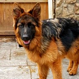 Ike - German Shepherd puppy in Clifton, Virginia from Von Haus Wisen Baker German Shepherds