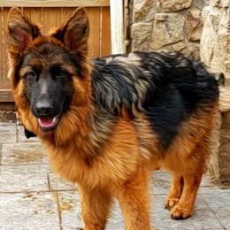 Ike - German Shepherd puppy in Clifton, Virginia from Von Haus Wisen Baker German Shepherds