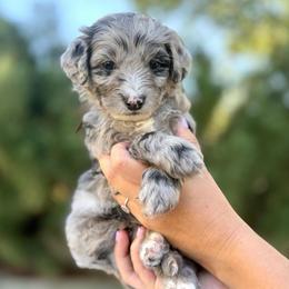 Pecan - Brown Boy - Blue merle male Bernedoodle puppy in Highland, Utah from Angel Pups Deluxe