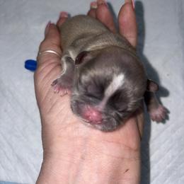 DIVOU - Brindle male Shih Tzu puppy in Escondido, California from CRUZ Canines's Shih Tzus
