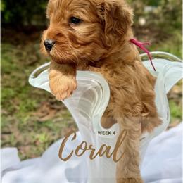 Goldendoodle Puppies from Ruby Pupper Doodles