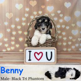 Benny - Phantom male Poodle puppy in Kenyon, Minnesota from Country Breeze Poodles