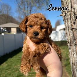Lennox - Red  male Poodle puppy in Morehead, Kentucky from Paw Perfect Pets
