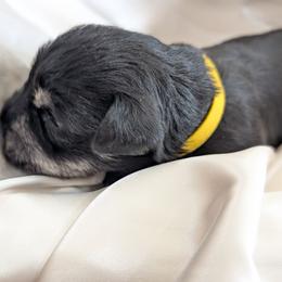 Yellow - Black and silver female Miniature Schnauzer puppy in Cumming, Georgia from Bella Pups LLC