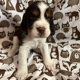 English Springer Spaniel Puppies from Kaveman Springers