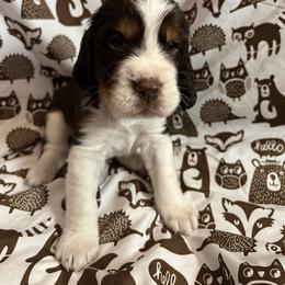 English Springer Spaniel Puppies from Kaveman Springers