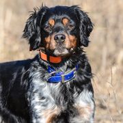 French Brittanys from Sur le Delavan Kennel