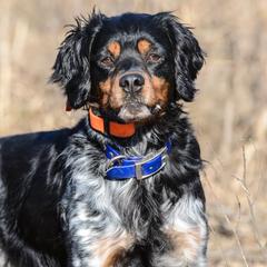 French Brittanys from Sur le Delavan Kennel
