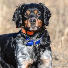 French Brittanys from Sur le Delavan Kennel