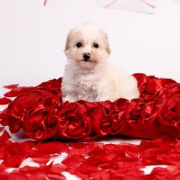 Cupcake - Parti female Poodle puppy in Los Angeles, California from Exquisite Doodles