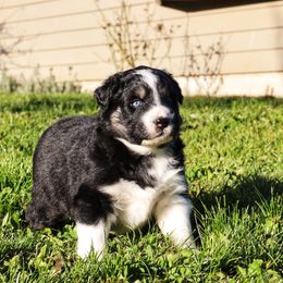 Australian Shepherd Puppies from Lake Creek Aussies