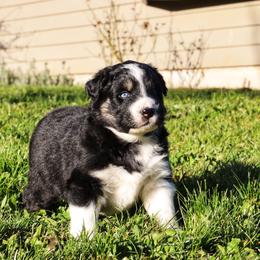 Australian Shepherd Puppies from Lake Creek Aussies
