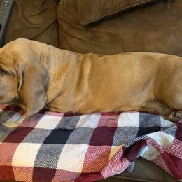 Penny - Basset Hound