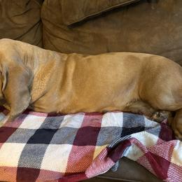 Penny - Basset Hound