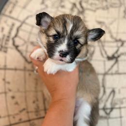 Min - Sable female Pembroke Welsh Corgi puppy in Belle Fourche, South Dakota from BellamyHills Corgis
