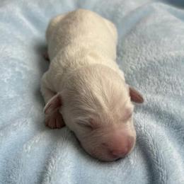 Marshall - Cream male Dachshund puppy in Wellford, South Carolina from Crowder Doxies