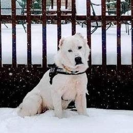 Heimdall - Central Asian Shepherd Dog