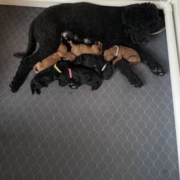 Poodle Puppies from FurEver Poodles