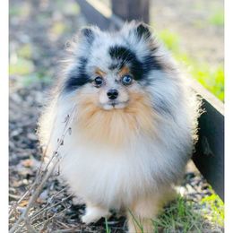 Thunder - Pomeranian