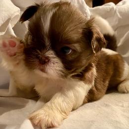Jeremiah 2000 dollars - Liver and white male Shih Tzu puppy in Cullman, Alabama from Divine Hill Farm