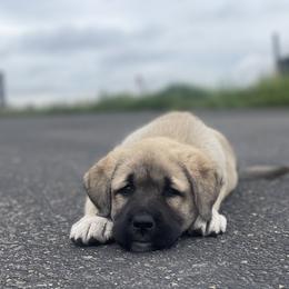 Anatolian Shepherd Dog Puppies from Wild Rooster Family Farm – AKC Anatolian Shepherd Breeder, OFA Health Tested