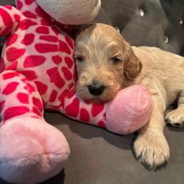 Chassis - Apricot female Poodle puppy in Elkin, North Carolina from Poodle and Doodle Haven