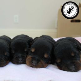 Rottweiler Puppies from Von Fields Rottweiler Kennels