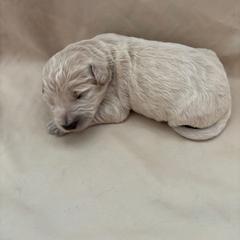 Kahlua - Gold female Bordoodle puppy in Indianapolis, Indiana from Indiana Bordoodles