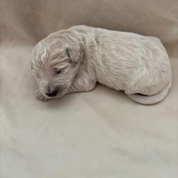 Kahlua - Gold female Bordoodle puppy in Indianapolis, Indiana from Indiana Bordoodles