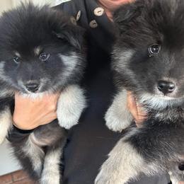 Finnish Lapphund puppies from Lighthouse Lapphunds and Leos by the Sea
