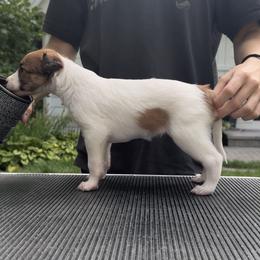 Girl 1 - White and red female Silken Windhound puppy in Wayzata, Minnesota from Cadence Silken Windhounds