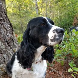 English Springer Spaniel puppies from TimberVale Springers